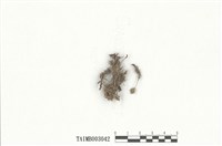 藏品(小金髮苔屬)的圖片